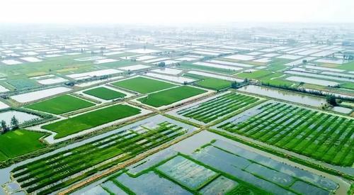 洪湖榮獲“全國農產品質量安全縣”稱號，鮮活水產品品質再上新臺階