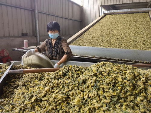 老傳統(tǒng)賦予新?lián)?江蘇鹽城供銷社闖出農(nóng)業(yè)社會化服務新路徑