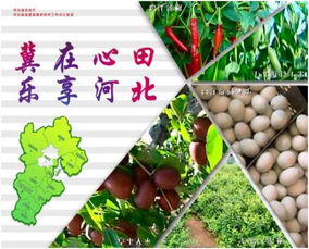 冀水躍金 河北農業以特色水產品區域品牌助推產業升級