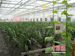 中國西南最大農產品交易所在北川投入運營，為區域農業注入新動能